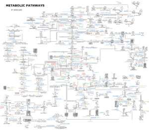 Metabolism